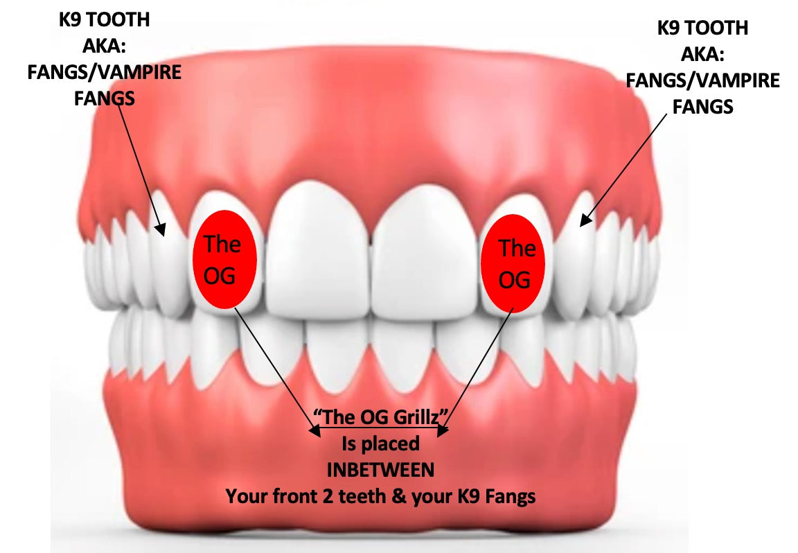 The OG - Yellow Gold 2 Teeth Rounded
